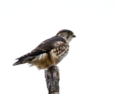 Merlin - Falco columbarius