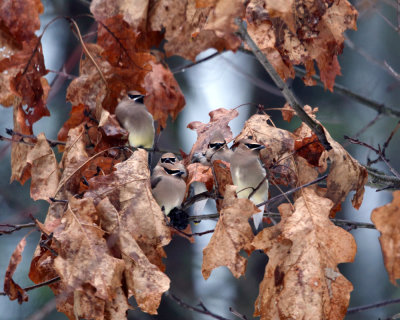 Cedar Waxwing - Bombycilla cedrorum