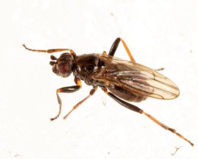 Copromyzinae