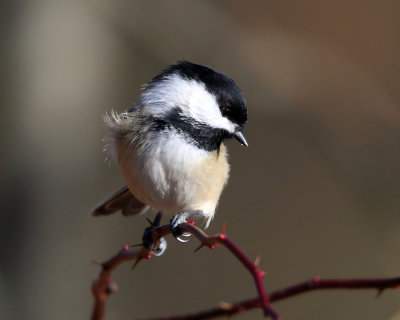 Black-capped Chickadee - Poecile atricapilla