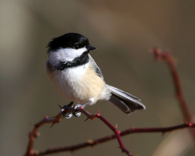 Black-capped Chickadee - Poecile atricapilla