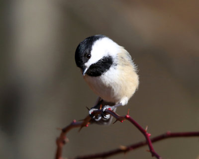 Black-capped Chickadee - Poecile atricapilla