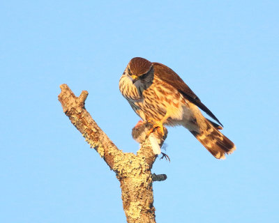 Merlin - Falco columbarius (in late afternoon sun)