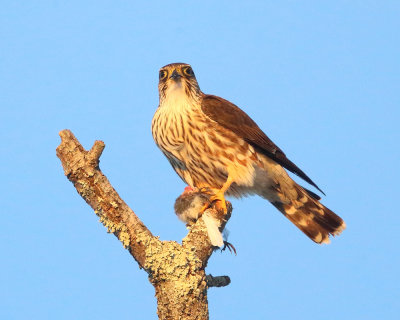 Merlin - Falco columbarius (in late afternoon sun)