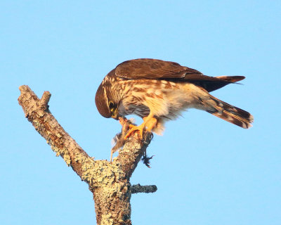 Merlin - Falco columbarius (in late afternoon sun)