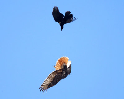 Red-tailed Hawk being chased by a Crow