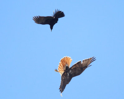 Red-tailed Hawk being chased by a Crow
