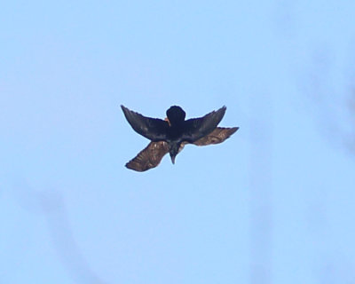 Red-tailed Hawk attacking a Raven