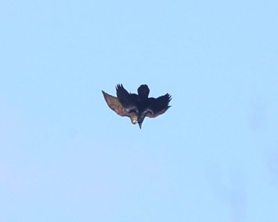 Red-tailed Hawk attacking a Raven