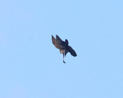 Red-tailed Hawk attacking a Raven