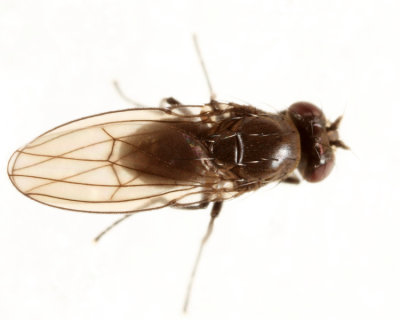 Ephydrinae