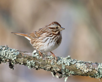 Song Sparrow - Melospiza melodia