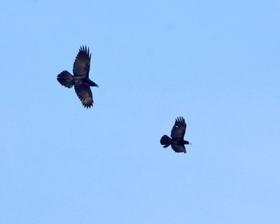 Common Raven chasing a crow with food