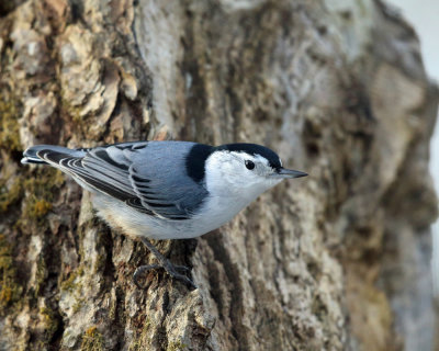 White-breasted Nuthatch - Sitta carolinensis