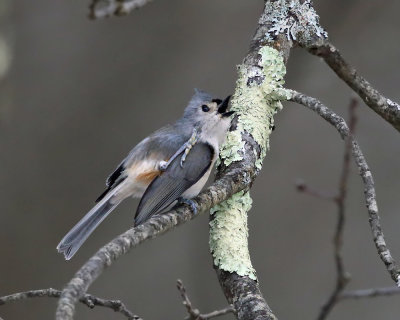 Tufted Titmouse - Baeolophus bicolor