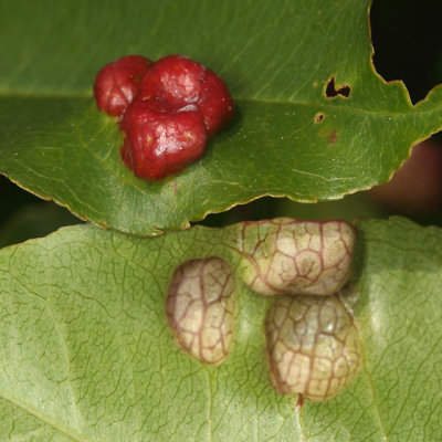 Taphrina farlowii