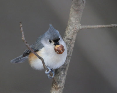 Tufted Titmouse - Baeolophus bicolor