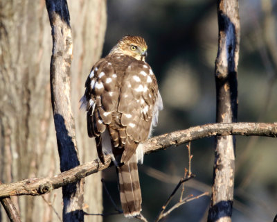 Cooper's Hawk - Accipiter cooperii (immature)