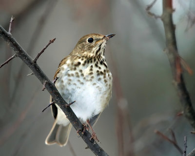 Hermit Thrush - Catharus guttatus