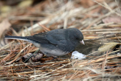 Dark-eyed Junco - Junco hyemalis