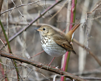 Hermit Thrush - Catharus guttatus