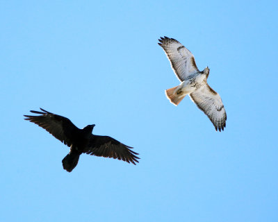 Red-tailed Hawk & Common Raven