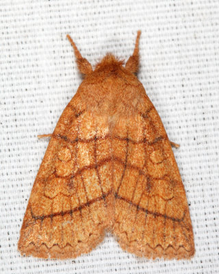 9929 - Mustard Sallow - Pyreferra hesperidago