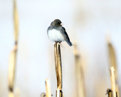 Dark-eyed Junco - Junco hyemalis