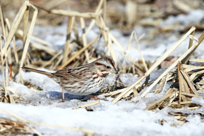 Song Sparrow - Melospiza melodia