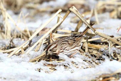 Song Sparrow - Melospiza melodia