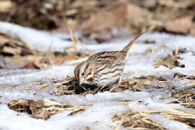 Song Sparrow - Melospiza melodia