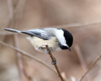 Black-capped Chickadee - Poecile atricapilla