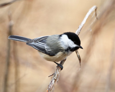 Black-capped Chickadee - Poecile atricapilla