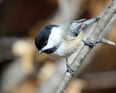 Black-capped Chickadee - Poecile atricapilla