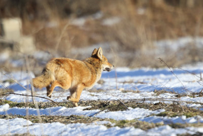 Eastern Coyote - Canis latrans