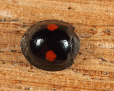 Twice-stabbed Lady Beetle - Chilocorus sp.