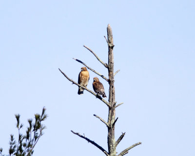 Red-shouldered Hawk - Buteo lineatus