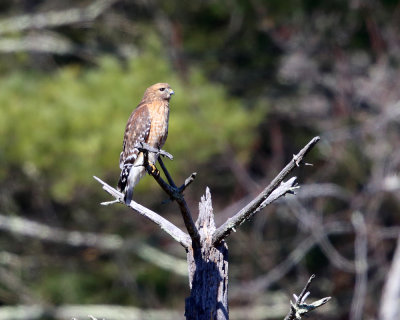 Red-shouldered Hawk - Buteo lineatus