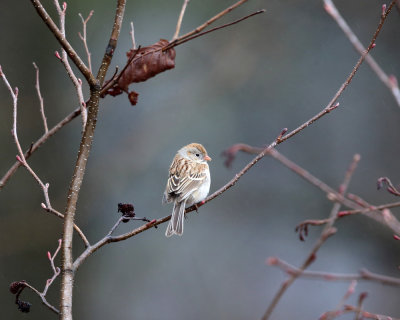 Field Sparrow - Spizella pusilla