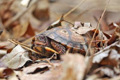 Eastern Box Turtle - Terrapene carolina carolina