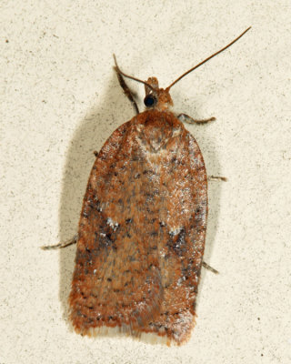 Acleris sp.