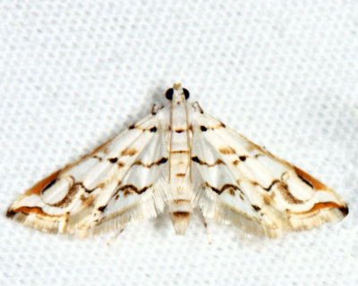 Oxyelophila harpalis