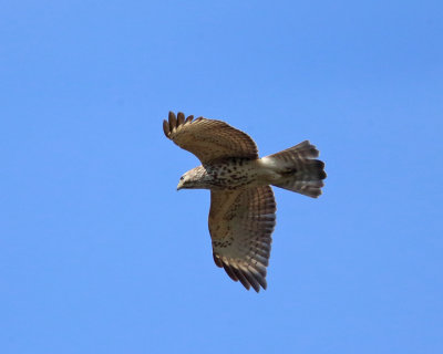 Red-shouldered Hawk - Buteo lineatus (immature)