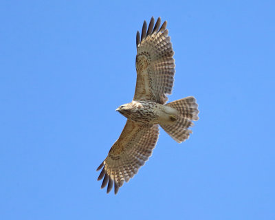 Red-shouldered Hawk - Buteo lineatus (immature)