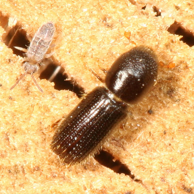 Xyleborinus attenuatus