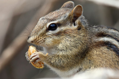 Eastern Chipmunk - Tamias striatus