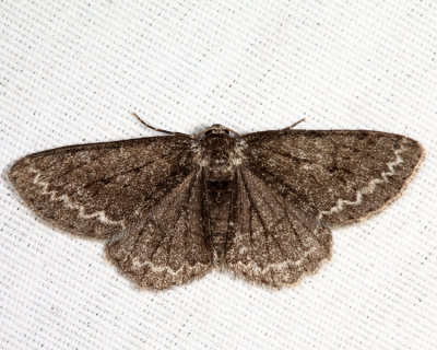 6597 - melanistic Small Engrailed - Ectropis crepuscularia