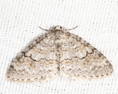 7428 - Brown-shaded Carpet Venusia comptaria