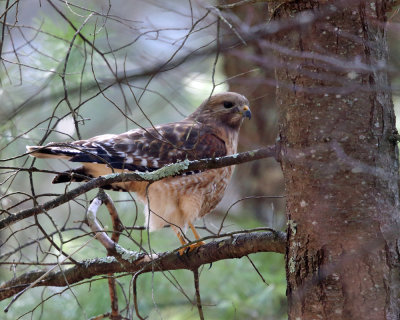 Red-shouldered Hawk - Buteo lineatus