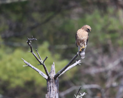 Red-shouldered Hawk - Buteo lineatus